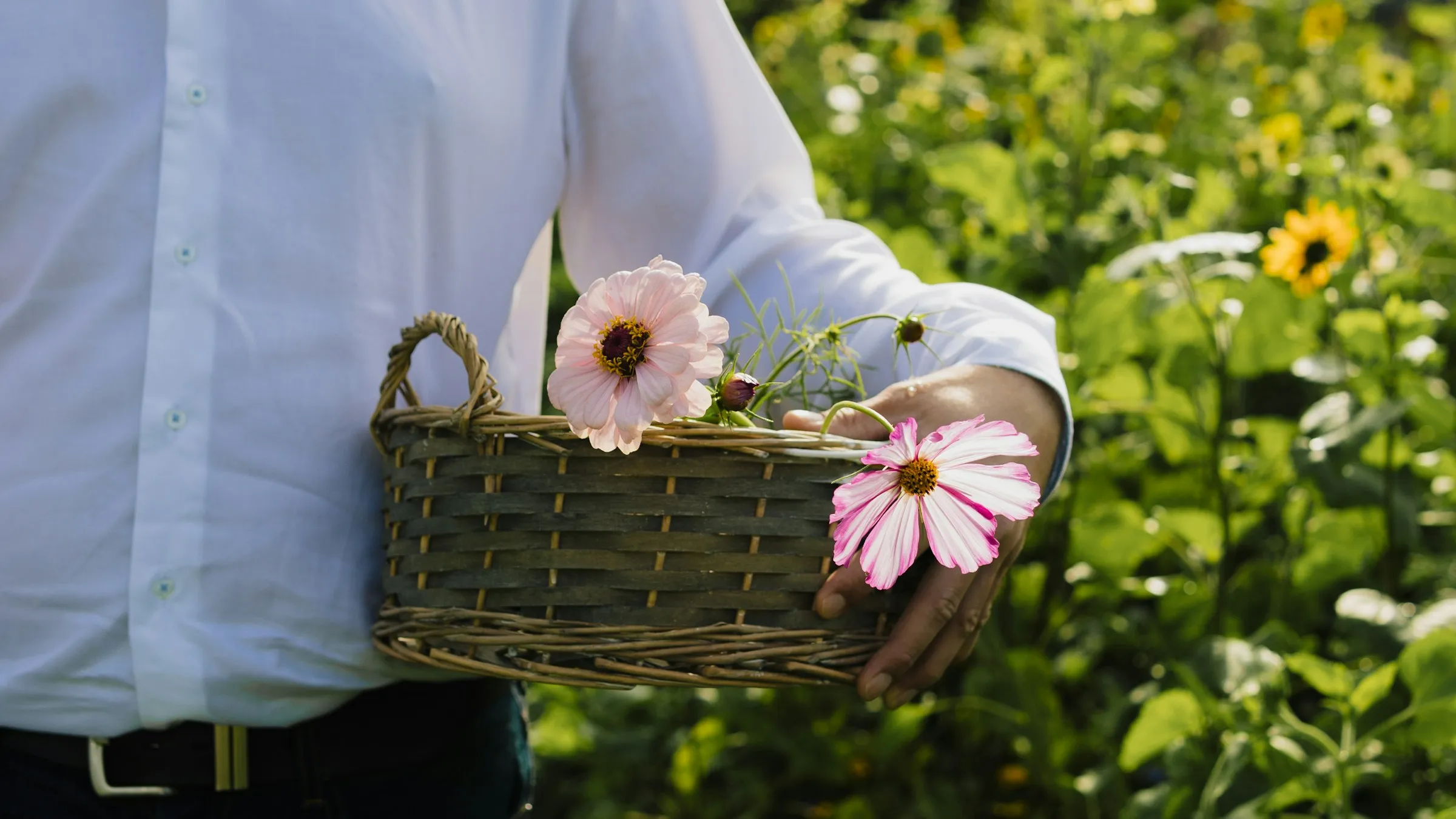 A woven basket carried through a flower field, a blush zinnia and a striped cosmos in hand, sunflowers blooming behind